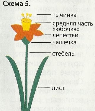 Цветы "Нарциссы", вяжем крючком