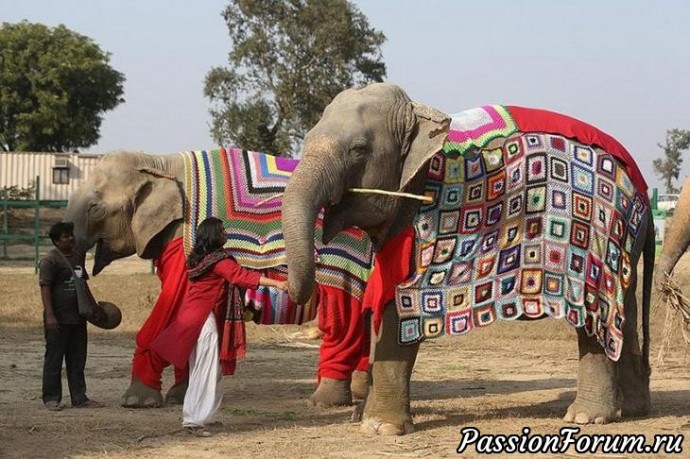 Волонтёры вяжут свитера, чтобы согреть слонов.