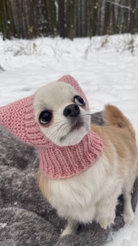 Теплые шапочки для маленьких собачек