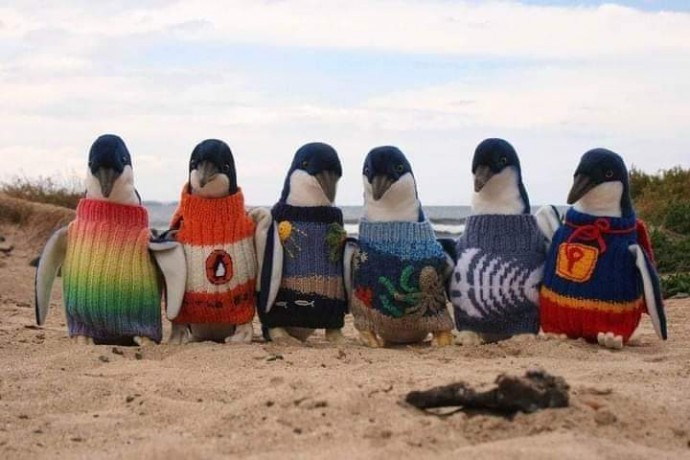 Свитерочки для пингвинов.