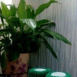 Пинетки "Тыковки"