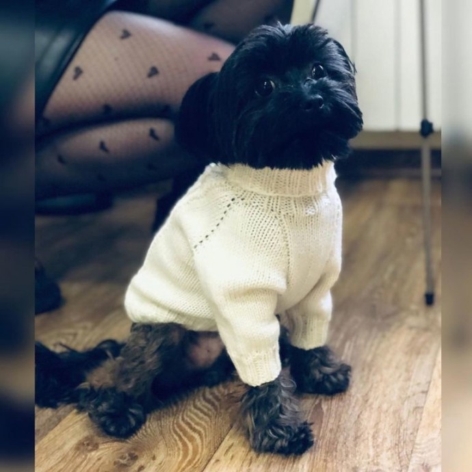 Вяжем свитер-комбинезон для маленькой собачки