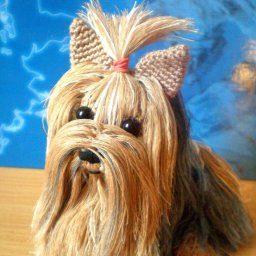 Йоркширского терьера можно связать, оказывается!