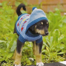 ​Свитер с капюшоном для собаки