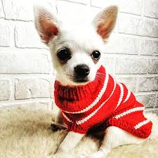 Вяжем свитер для небольшой собачки