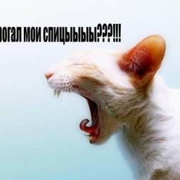 Кто спал на моей кровати, кто трогал мои спицы?