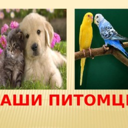 Наши питомцы - новая тема для обсуждения