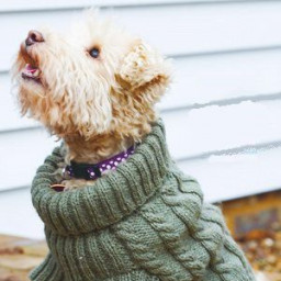 Свитер для собачки, вяжем спицами