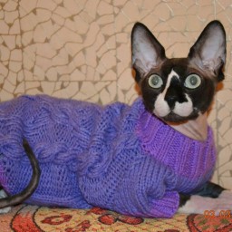 Одежка для питомца