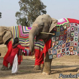 Волонтёры вяжут свитера, чтобы согреть слонов.