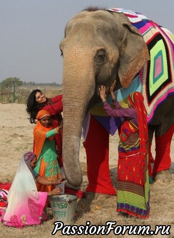 Волонтёры вяжут свитера, чтобы согреть слонов.