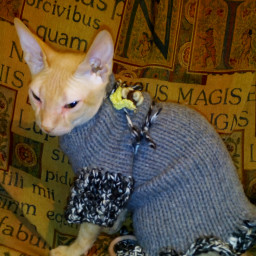 Платьице для маленькой ушастинькой леди