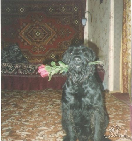 Мои жители Мои жители