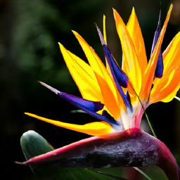 Платье райская птичка.