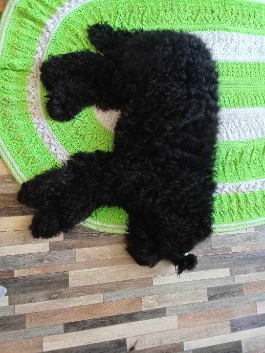 Украсила кухню к лету