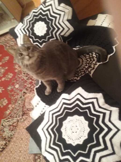 Котя на беретке Котя на беретке