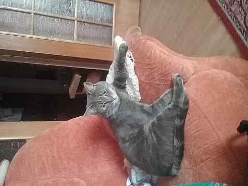 Котя на беретке