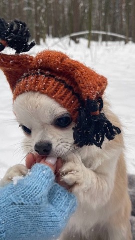 Теплые шапочки для маленьких собачек