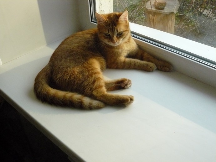 Младшая котомоделька Масяня Младшая котомоделька Масяня