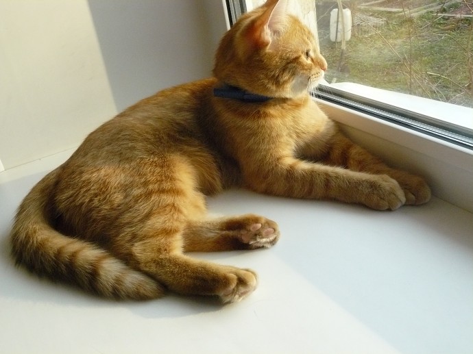 Младшая котомоделька Масяня Младшая котомоделька Масяня