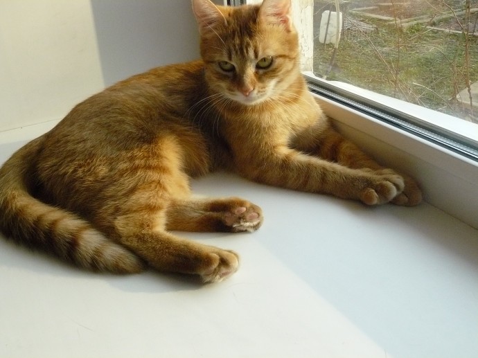 Младшая котомоделька Масяня Младшая котомоделька Масяня