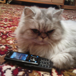 А  у вас есть любимый помощник?