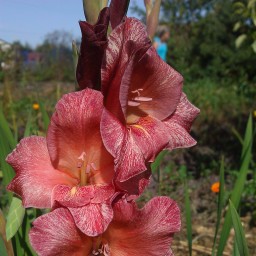 Гладиолусы.Гибриды.