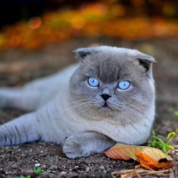Серафима Серафима