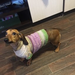 Одежда для таксы.