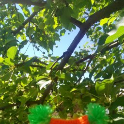 Совушка Мандаринка.