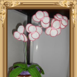 НОВАЯ ОРХИДЕЙКА