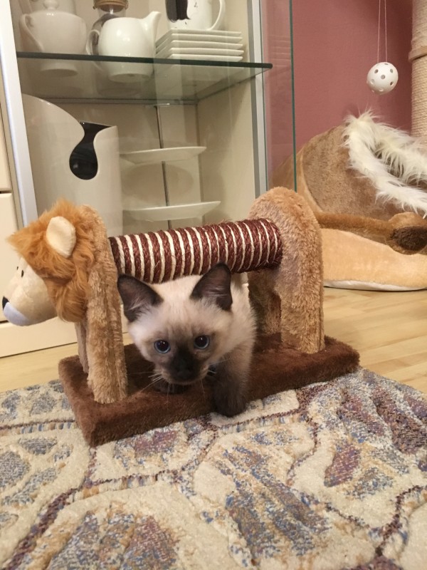 Мой милый Робин