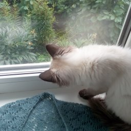 Бактус крючком