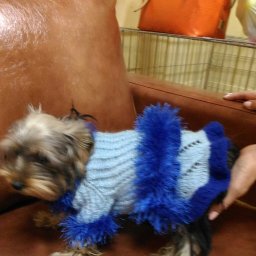 Для братьев меньших