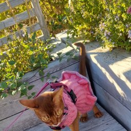 Одежда для Малины и Персика.