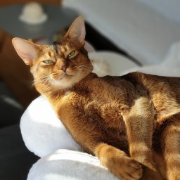 Немножко мохнатости!