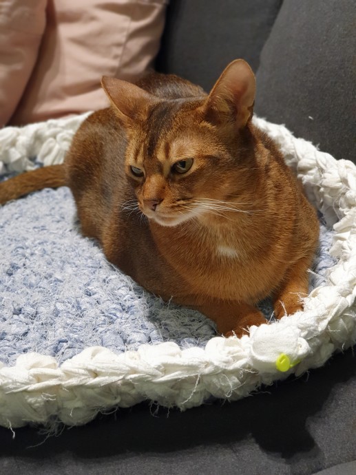 Корзины для котов. Корзины для котов.