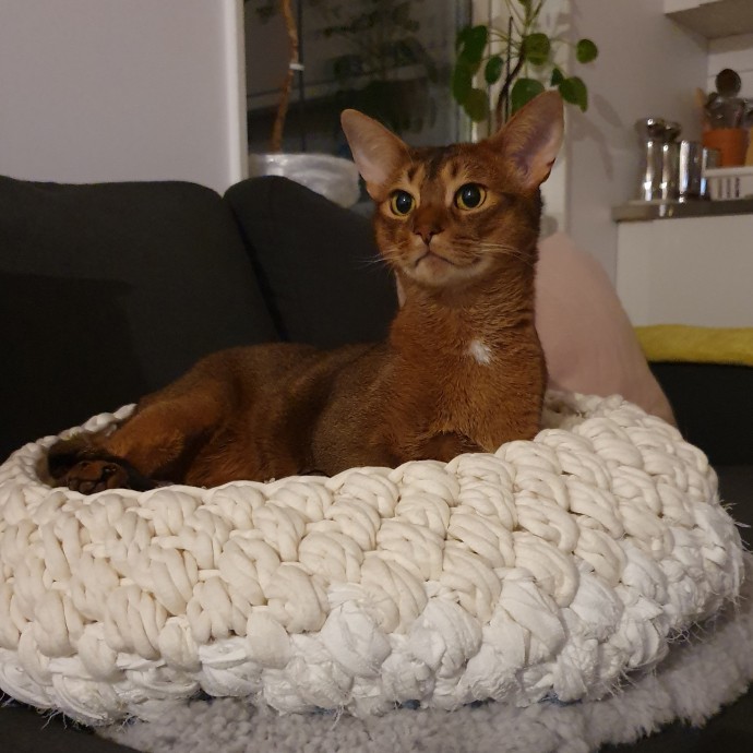Корзины для котов. Корзины для котов.