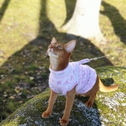 Платье- ошейник для Малины.