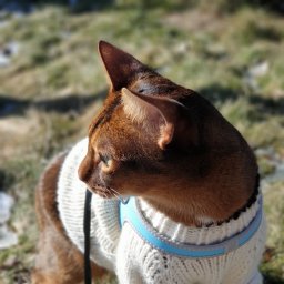 Свитер коту