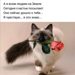 scripka scripka