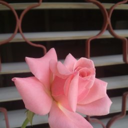 cimona cimona