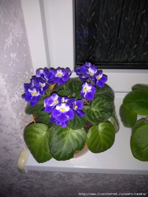 Мои фиалочки Мои фиалочки