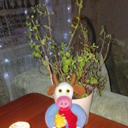 И снова Коровка