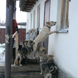 О наших собаках