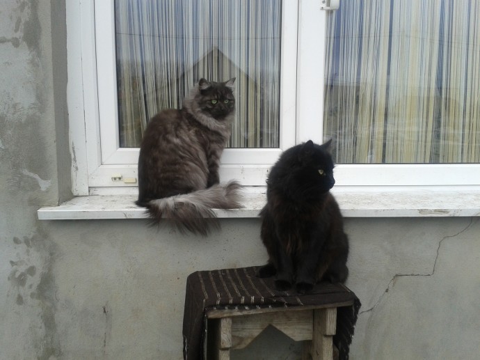 Мои любимки! Мои любимки!