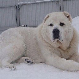 Яло Яло