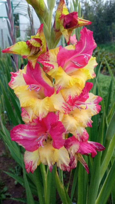 Люблю я гладиолусы