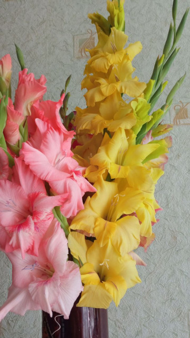 Люблю я гладиолусы