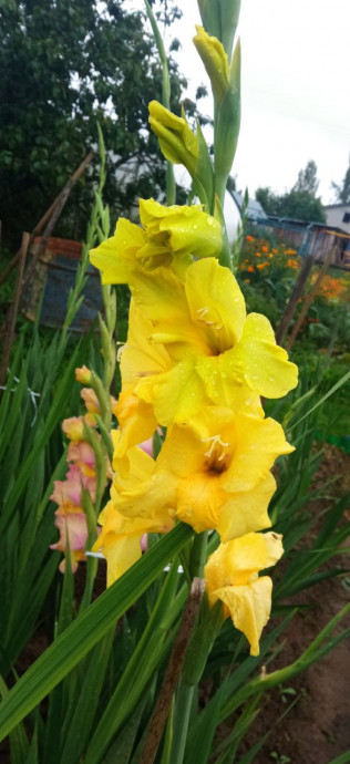 Люблю я гладиолусы